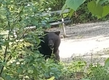 2019-06-08 ALCAN Liard Black Bear at campsite.jpg